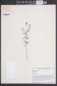 Polygala curtissii image