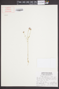 Polygala curtissii image