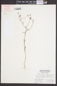 Polygala curtissii image