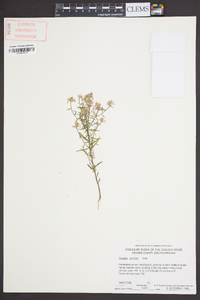 Polygala curtissii image