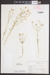 Polygala curtissii image