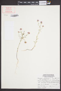 Polygala curtissii image