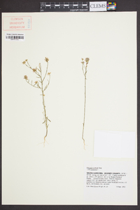 Polygala curtissii image