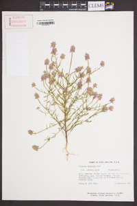 Polygala curtissii image