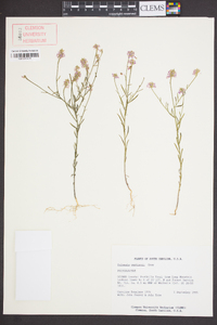 Polygala curtissii image