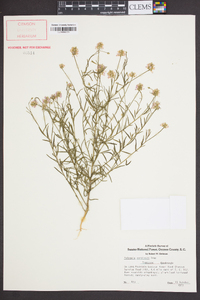 Polygala curtissii image