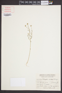 Polygala curtissii image