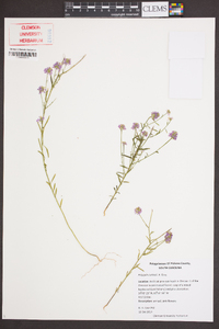 Polygala curtissii image