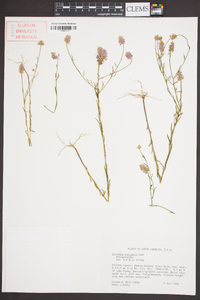 Polygala curtissii image