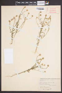 Polygala curtissii image