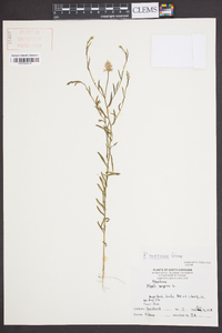 Polygala curtissii image