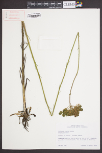 Polygala cymosa image