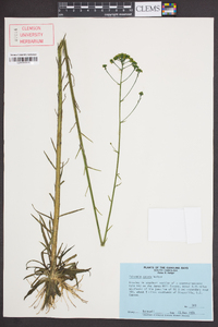 Polygala cymosa image