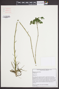 Polygala cymosa image