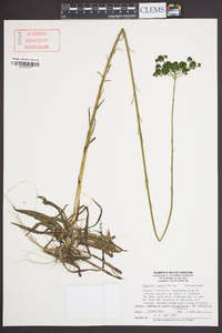 Polygala cymosa image