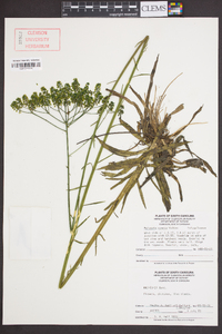 Polygala cymosa image