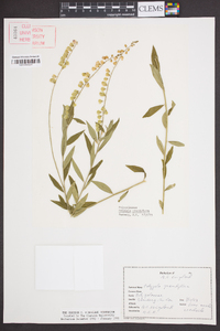 Polygala grandiflora image