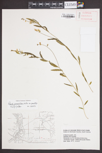 Asemeia grandiflora image