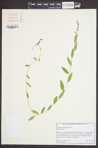 Asemeia grandiflora image