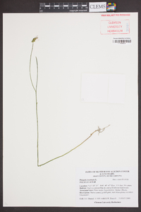 Polygala incarnata image