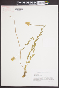 Polygala lutea image