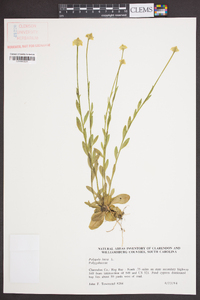 Polygala lutea image