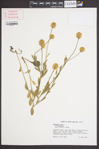 Polygala lutea image