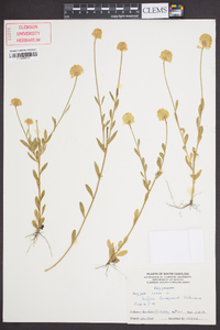 Polygala lutea image