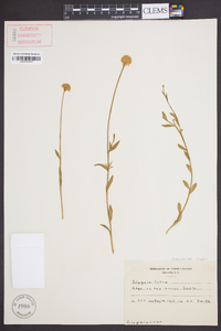 Polygala lutea image