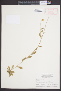 Polygala lutea image