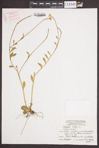 Polygala lutea image