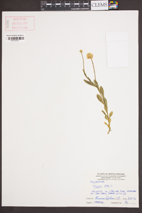 Polygala lutea image