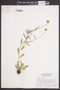 Polygala lutea image