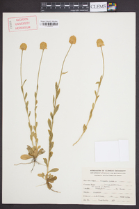 Polygala lutea image