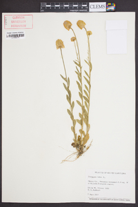 Polygala lutea image