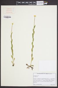 Polygala lutea image