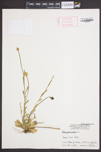 Polygala lutea image