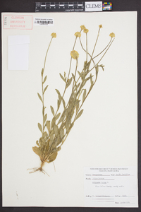 Polygala lutea image