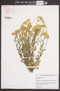 Polygala lutea image