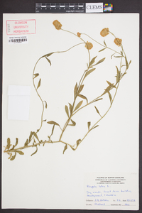 Polygala lutea image