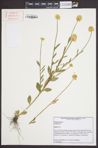 Polygala lutea image