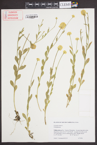 Polygala lutea image