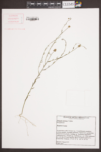 Polygala mariana image