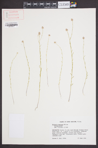 Polygala mariana image