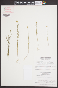 Polygala mariana image