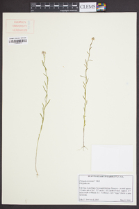 Polygala mariana image