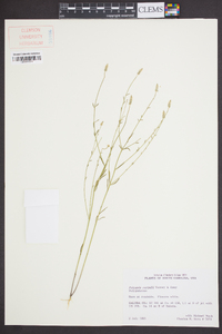 Polygala nuttallii image