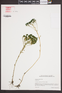 Polygala ramosa image