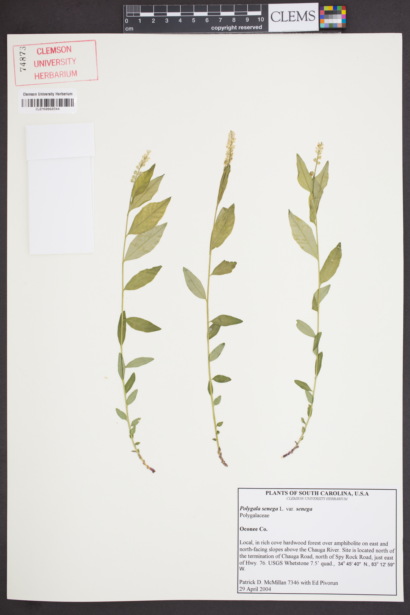 Polygala senega var. senega image