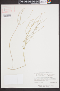 Polygala verticillata image